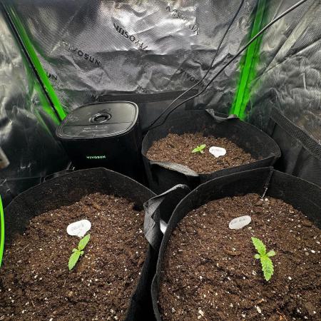 60cm x 60cm - Dessert Grow