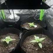 60cm x 60cm - Dessert Grow