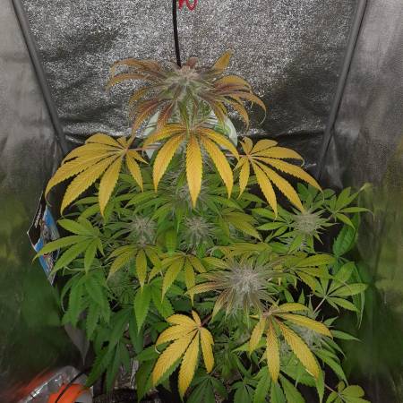 Hulkberry RQS Hortibest octopus xh8