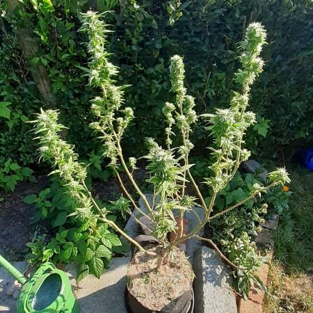 WSE ♤chemdawg♤ greenhouse experience 