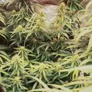 plantas malucas