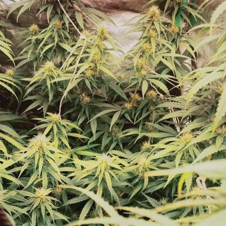 plantas malucas