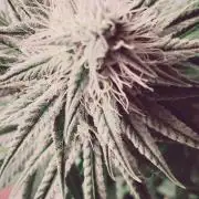 plantas malucas