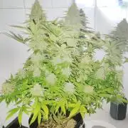 plantas malucas