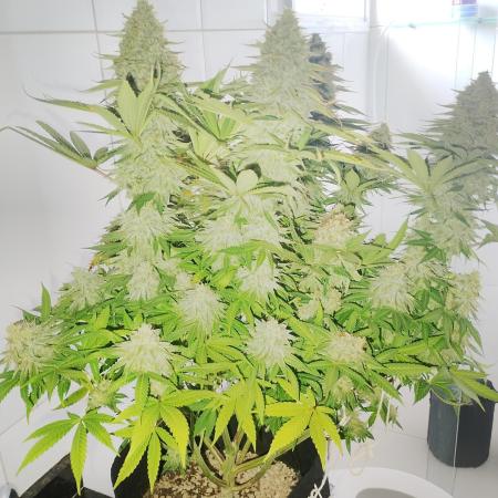 plantas malucas