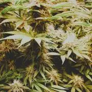 plantas malucas