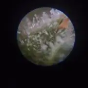 plantas malucas