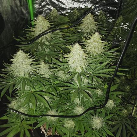 plantas malucas
