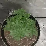 My first grow