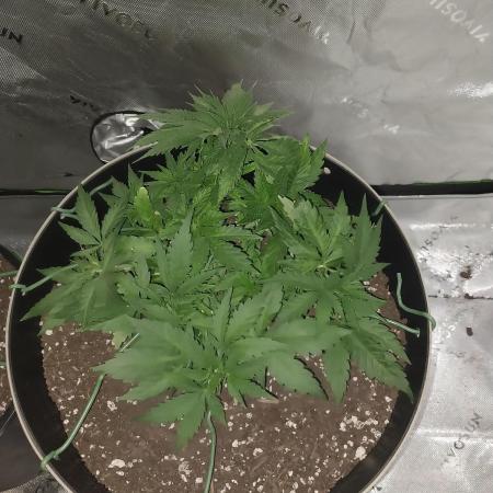 My first grow