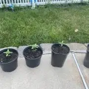 2026 summer four scoops of chem