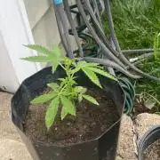 Gassy ones auto