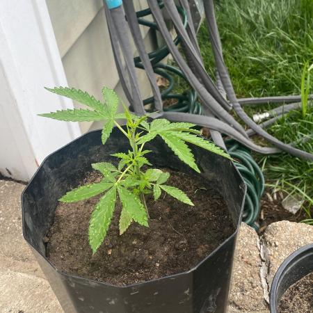 Gassy ones auto