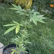 Gassy ones auto