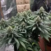 Silver Fire Feminized Seeds