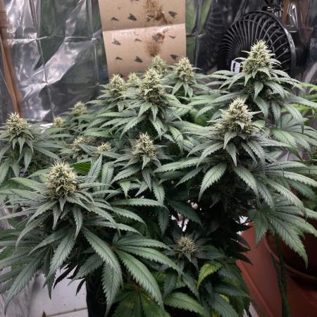 Silver Fire Feminized Seeds