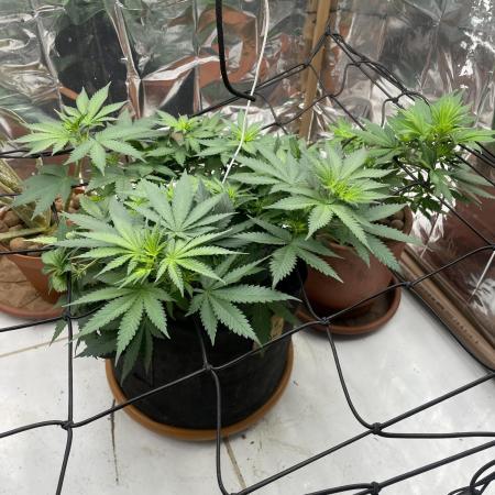 Silver Fire Feminized Seeds