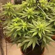 Silver Fire Feminized Seeds