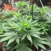Silver Fire Feminized Seeds