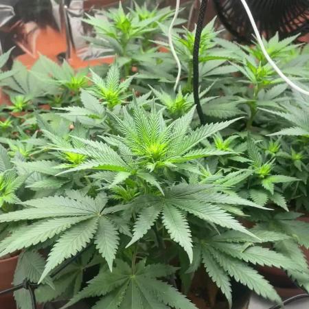 Silver Fire Feminized Seeds