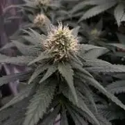 Silver Fire Feminized Seeds