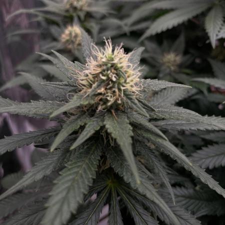 Silver Fire Feminized Seeds
