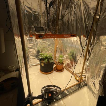 Silver Fire Feminized Seeds