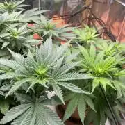 Silver Fire Feminized Seeds
