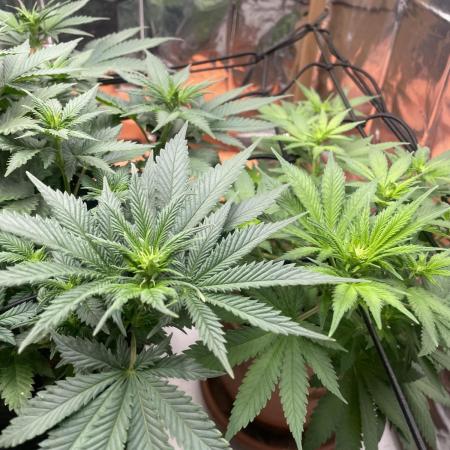 Silver Fire Feminized Seeds