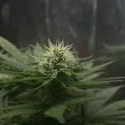 Silver Fire Feminized Seeds