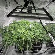 My first grow