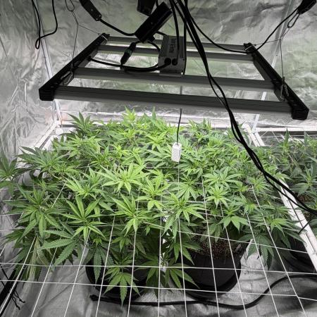 My first grow