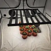 First indoor grow
