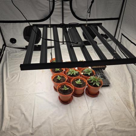 First indoor grow
