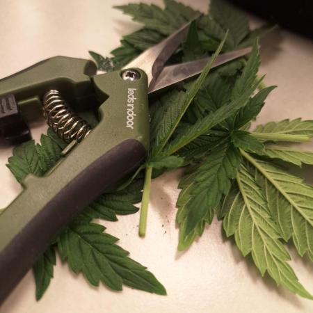 1ª plant
