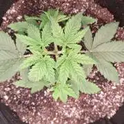 1ª plant