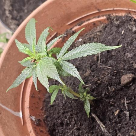 Kush Mintz Fast Clones