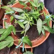 Kush Mintz Fast Clones