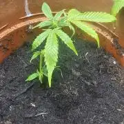 Kush Mintz Fast Clones