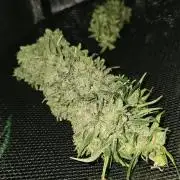 Kush Mintz Fast Clones