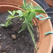 Kush Mintz Fast Clones