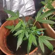 Kush Mintz Fast Clones