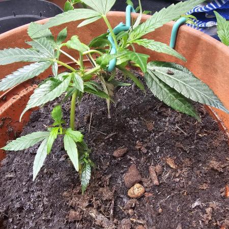 Kush Mintz Fast Clones