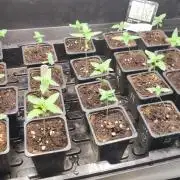 Autopot Biotabs Only Water