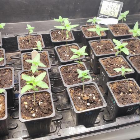 Autopot Biotabs Only Water