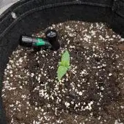 -RS 11- Sigma Seeds (Phenohunting)
