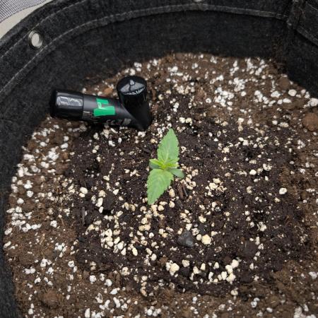 -RS 11- Sigma Seeds (Phenohunting)