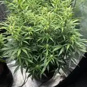 First autogrow
