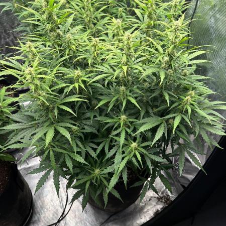 First autogrow