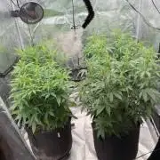 First autogrow